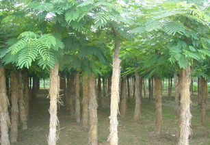 博野縣王飛苗木花卉經紀信息服務部