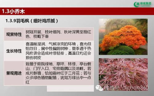 綠城集團園林軟景苗木圖譜