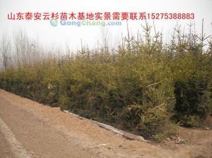 供應云杉|云杉樹苗|云杉苗木|紅皮云杉|供應云杉|山東云杉_紡織、皮革_世界工廠網中國產品信息庫