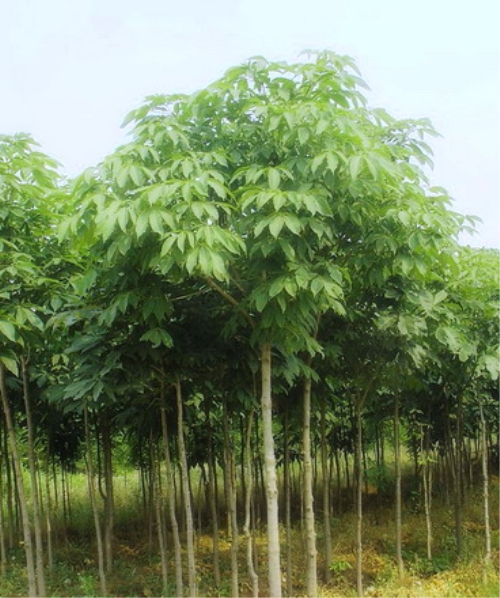 七葉樹-浙江省海寧市長安苗木桑苗示范園區 產品展示(浙江.