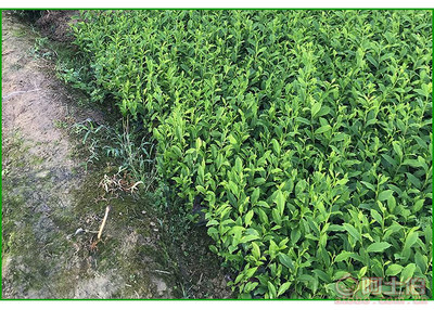 【福鼎大白茶苗價格】福鼎大白茶苗價格,價格,廠家,供應商,花木、果木種苗,雅安市名山區惠農苗木種植農民專業合作社 - 產品庫