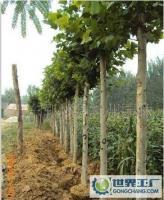 綠化苗木 大葉女貞 法桐_農副產品_世界工廠網中國產品信息庫