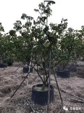 華南苗木灌木品種特惠