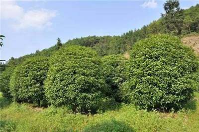 特色苗木發展大勢所趨,如何突出你的苗木特色?