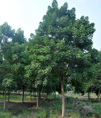 鄭雷雷苗圃 江蘇重陽(yáng)木苗木基地 重陽(yáng)木