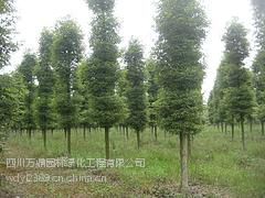 【金絲楠木上哪家買(mǎi)比較好--小葉楨楠供應(yīng)圖片】金絲楠木上哪家買(mǎi)比較好--小葉楨楠供應(yīng)圖片大全 -