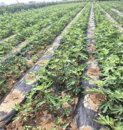 早酥紅梨樹(shù)苗矮化嫁接優(yōu)點(diǎn) 新聞