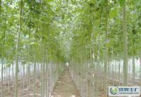 綠化苗木,喬木,灌木,白蠟[供應(yīng)]_綠化苗木_世界工廠網(wǎng)中國(guó)產(chǎn)品信息庫(kù)