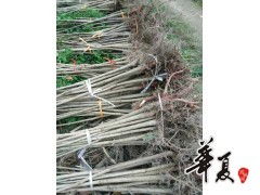 七葉樹裝車苗 供應(yīng)產(chǎn)品 城固縣鑫盟苗木專業(yè)合作社