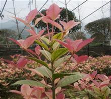 【南京新產(chǎn)品五彩桂花苗、鴻林苗木(圖)、五彩桂花圖片】?jī)r(jià)格,廠家,圖片,工程承包,常州鴻林苗木專業(yè)合作社chun銷售部-中國(guó)行業(yè)信息網(wǎng)