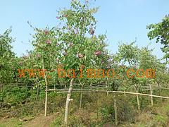 供應(yīng)廣西有品質(zhì)的廣西洋紫荊苗木 百色苗木供應(yīng),供應(yīng)廣西有品質(zhì)的廣西洋紫荊苗木 百色苗木供應(yīng)生產(chǎn)廠家,供應(yīng)廣西有品質(zhì)的廣西洋紫荊苗木 百色苗木供應(yīng)價(jià)格