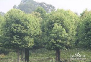 冬季移栽的苗木第二年春季怎么管理