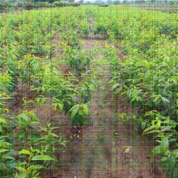 新聞資訊 特高產(chǎn)桃樹苗供應(yīng) 中油蟠5號桃苗新品種供應(yīng) 公司 歡迎您