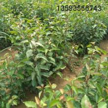 絳縣古絳鎮棟科苗木經銷部 供應產品