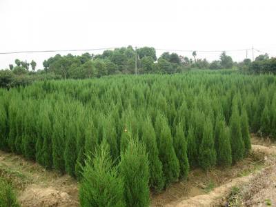 安康塔柏廉價(jià)批發(fā) 塔柏常見病害圖片_高清圖-陜西雨果園林苗木基地