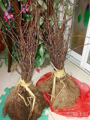 【大量批發(fā)五味子苗,一年生五味子苗】,價(jià)格,廠家,供應(yīng)商,花木,寬城區(qū)永發(fā)苗木培育基地 - 產(chǎn)品庫