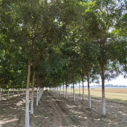 開縣國槐20公分價(jià)格提供種植技術(shù)