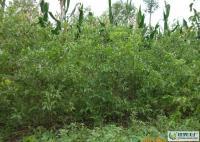 河北泊頭大量供各種棗樹. 13513036619[供應]_綠化苗木_世界工廠網中國產品信息庫