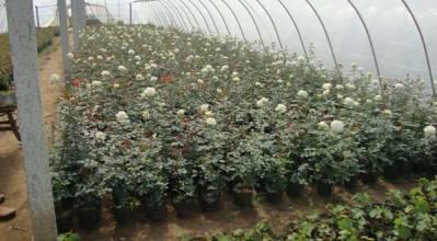 供應(yīng) 廠家直銷 山東 苗木批發(fā) 定制批發(fā) 價格電議圖片_高清圖_細(xì)節(jié)圖-青島森豐源園林 -