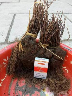 【大量批發(fā)五味子苗,一年生五味子苗】,價格,廠家,供應(yīng)商,花木,寬城區(qū)永發(fā)苗木培育基地 - 產(chǎn)品庫