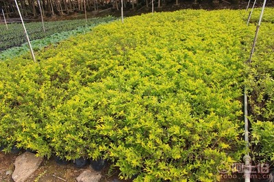 【黃金葉種植基地、基地直銷、質優價廉】綠化苗木,價格,廠家,供應商,花木,龍海市東泗興輝園藝場 - 產品庫