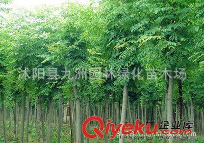 批發(fā)華山松,羅漢松,雪松,規(guī)格全,貨源足。-沭陽縣九洲園林綠化苗木場提供批發(fā)華山松,羅漢松,雪松,規(guī)格全,貨源足。的相關(guān)介紹、產(chǎn)品、服務(wù)、圖片、價格沭陽縣九洲園林綠化苗木場、花卉苗木;苗木種子;景觀木屋