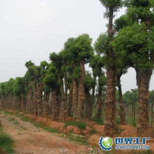 供應(yīng)苗木供應(yīng)商;湖南香樟,中國香樟網(wǎng),求購香樟,香樟價格_農(nóng)副產(chǎn)品_世界工廠網(wǎng)中國產(chǎn)品信息庫