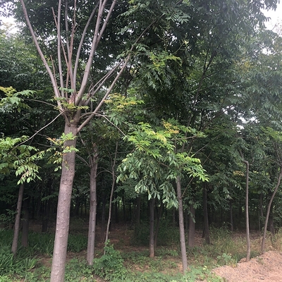 工程建設(shè)綠化用樹 精品大葉女貞 苗木種植基地