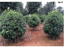 瀏陽柏湖苗木專業合作社產品展示