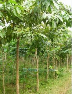 供應大葉紫薇-直銷大葉紫薇-低價大葉紫薇-苗木批發大葉紫薇_農副產品_世界工廠網中國產品信息庫