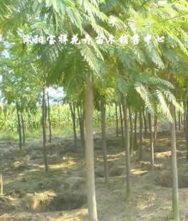 供應綠化苗木:低價出售各種合歡、銀杏、廣玉蘭等_農副產品_世界工廠網中國產品信息庫