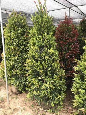 【江西綠化苗木袋苗紅車、農戶種植】綠化苗木,價格,廠家,供應商,花木,龍海市東泗興輝園藝場 - 產品庫