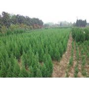 主營:樟子松、垂柳、國槐、金葉榆、新疆楊、白榆、檜柏