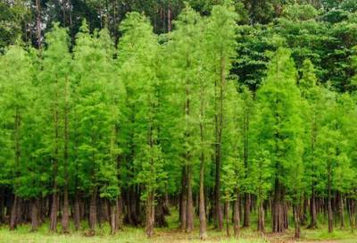 因地制宜,你的城市適合怎樣的苗木?_財經_網