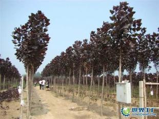 供應全紅楊、紅桂、紅葉石楠等綠化苗木_農副產品_世界工廠網中國產品信息庫