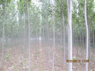 山東毛白楊苗木價(jià)格_農(nóng)副產(chǎn)品_世界工廠網(wǎng)