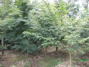 企業(yè)動(dòng)態(tài) 江西奉新縣豐盛苗木場(chǎng)