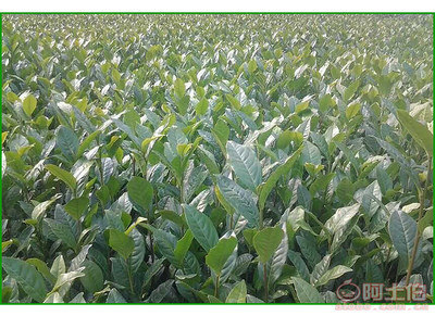 【成都福鼎大白茶苗純正品種#福鼎大白茶苗苗圃】福鼎大白茶苗,價(jià)格,廠家,供應(yīng)商,其他農(nóng)業(yè),雅安市名山區(qū)惠農(nóng)苗木種植農(nóng)民專(zhuān)業(yè)合作社 - 產(chǎn)品庫(kù)