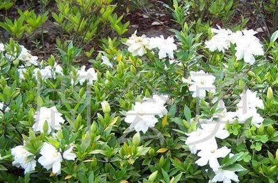 楓楊、烏桕、泡桐、紅花槐、紫穗槐苗、垂榆、棕櫚(圖)