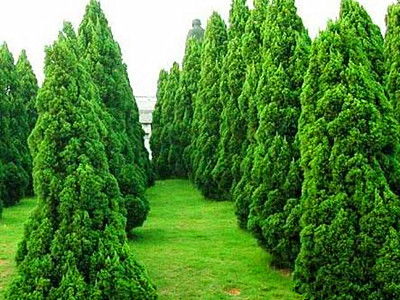 苗木種植需防范的五大風險