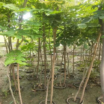 紫藤產業：廠家直銷、生產基地與園林綠化的完美結合