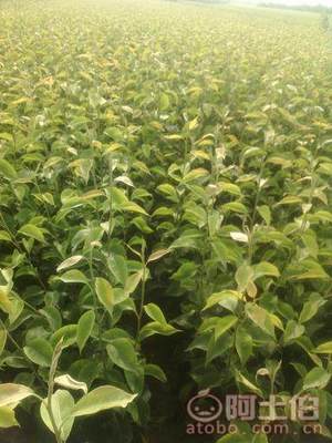 占地棗樹市場解析：2018年價格、產地與供應商概覽