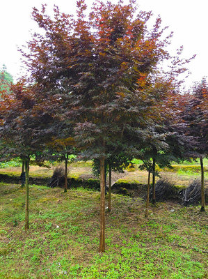 盆栽日本紅楓的養殖方法和注意事項